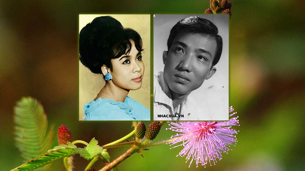 Lời Bài Hát Hoa Trinh Nữ [Lyrics & Hợp Âm] – Hướng Dẫn Chơi Guitar